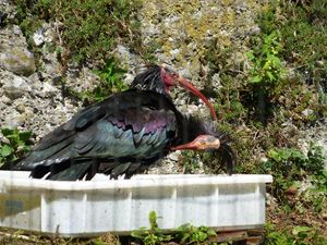 Waldrapp P1070598.jpg