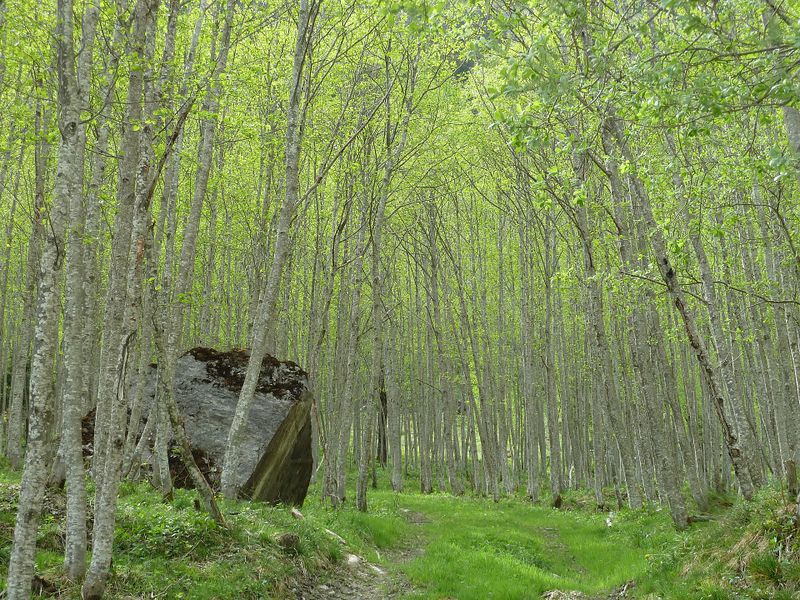 Datei:Grau-Erlenwald, Ferleitental.jpg