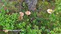 Rauriser Urwald Pilze 29.jpg
