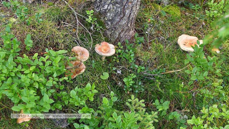 Datei:Rauriser Urwald Pilze 29.jpg