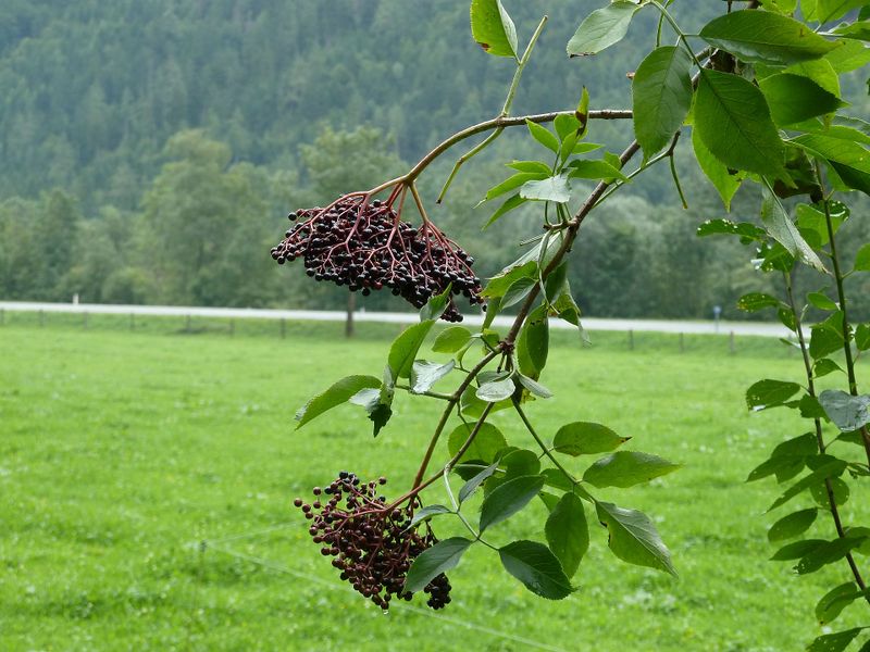 Datei:Schwarzer Holunder, Hollerbeeeren.jpg