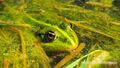 Teichfrosch Luginger See 02.jpg