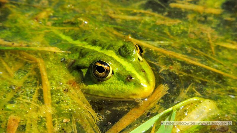 Datei:Teichfrosch Luginger See 02.jpg
