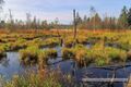 Wenger Moor Herbst 2014.jpg