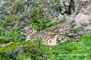 2025 06 17 Zoo Salzburg Schneeleopard Sayan.jpg