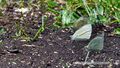 2025 08 28 Weißlinge Pieridae 01.JPG