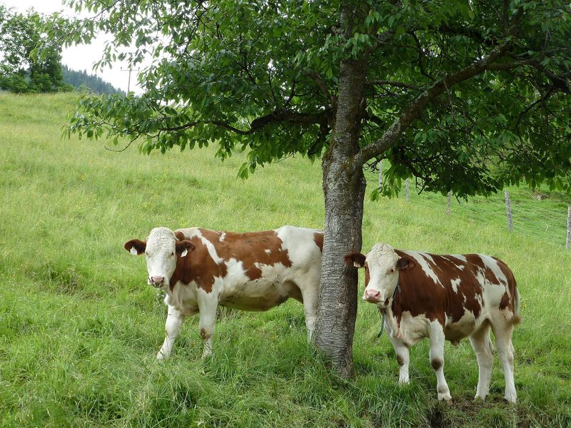 Datei:Hüttwinkltal 10.jpg