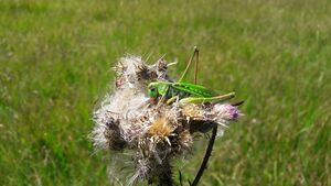 Heupferd Mäander Hochmoor Unken 1 (1).jpg