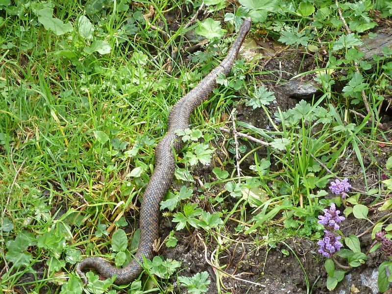 Datei:Kreuzotter, Krumltal.jpg
