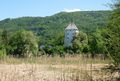 P1000661Schilf.JPG