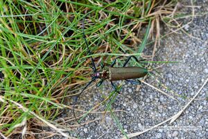 2025 06 26 Bockkäfer Garten .jpg