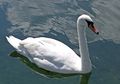 Schwan1.jpg