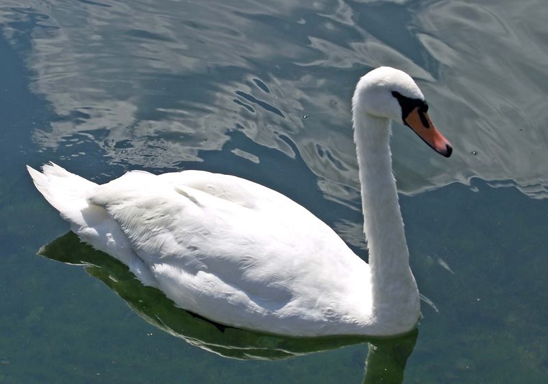 Datei:Schwan1.jpg