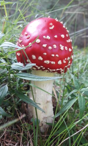 Fliegenpilz Weißpriachtal 1 (3).jpg