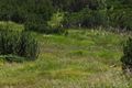 Hundsfeldmoor obertauern 31134 2016-08-04.jpg