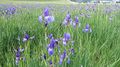 Iris sibirica Salzburg.jpg