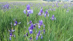 Iris sibirica Salzburg.jpg