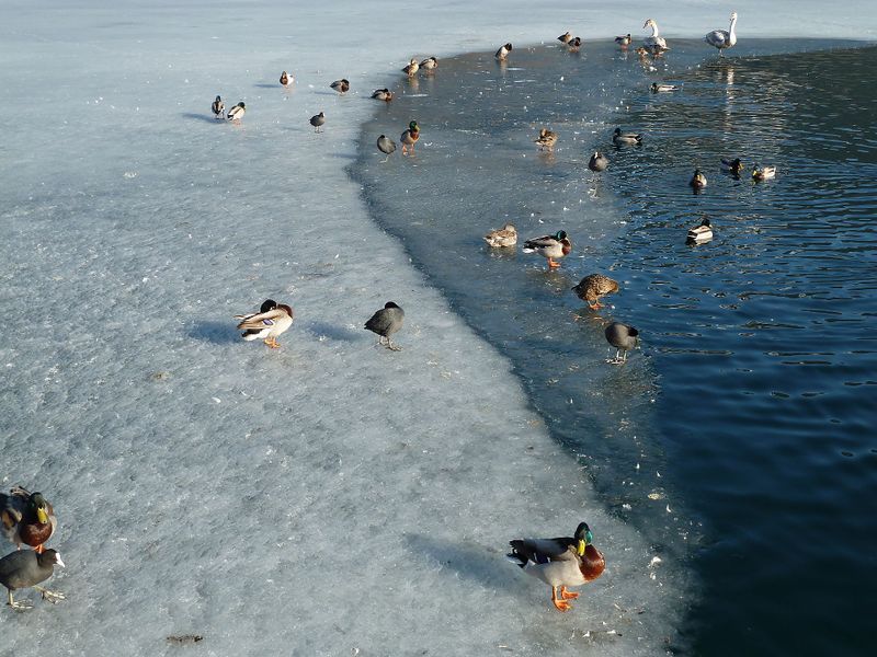 Datei:Schwimmvögel 2.jpg