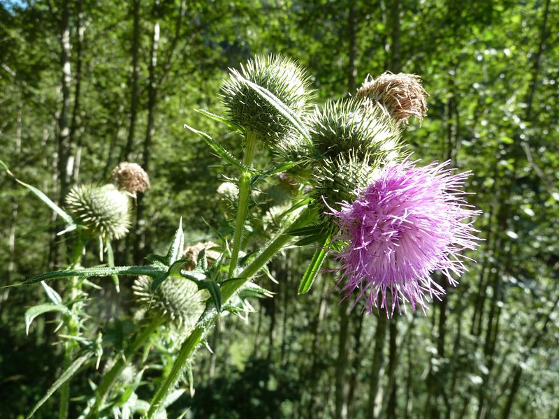 Datei:Woll-Kratzdistel.jpg