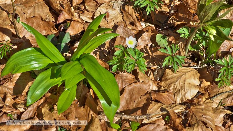 Datei:Bärlauch Buschwindröschen Steinbachtal.jpg