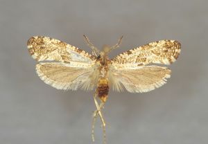 E-MK-14265a.jpg
