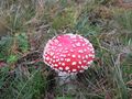 Fliegenpilz Trebesinerweg Saalfelden 1 (4).JPG