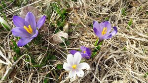 Krokusse 01.jpg