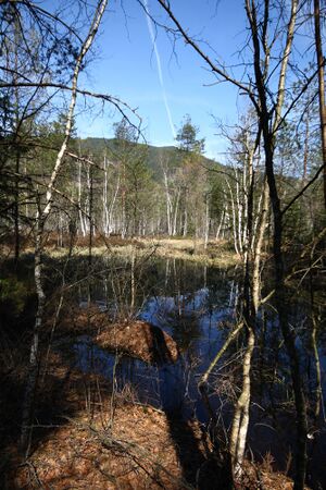 Mandlinger moor 69789 2018-04-18.jpg