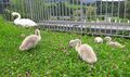Schwanenfamilie Ritzensee Saalfelden 1 (5).jpg