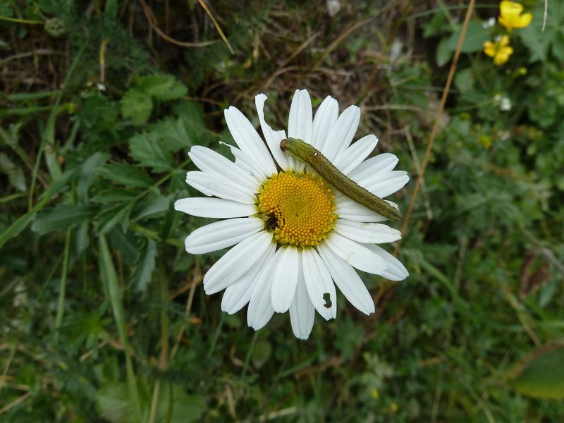 Datei:Alpenmargerite mit Raupe.jpg