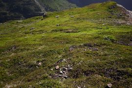 Bergtour poiskarl 26517 2016-06-24.jpg
