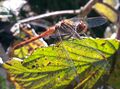 Große Heidelibelle 20201009 3.jpg