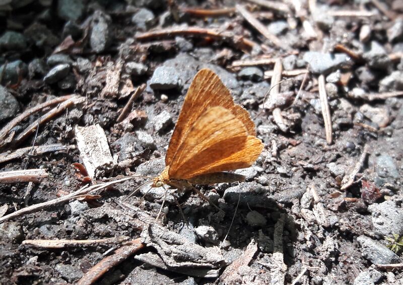 Datei:Schmetterling Waldrunde Ritzensee.jpg