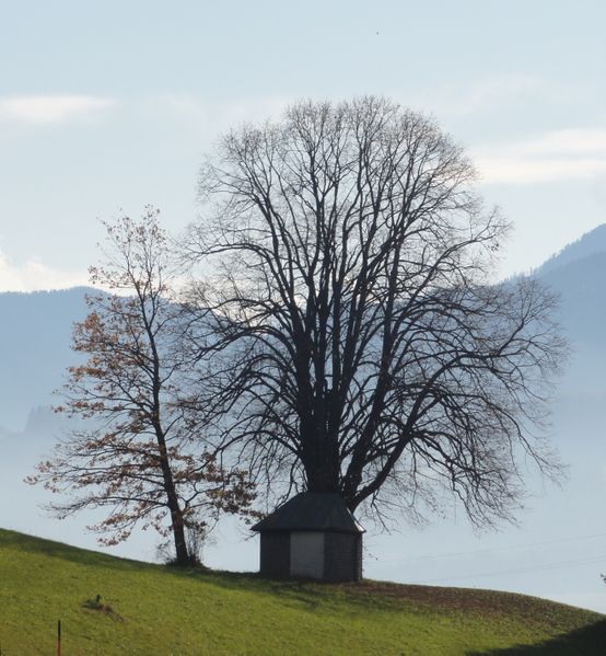 Datei:Wimmerkapelle mit Linde.jpg