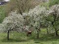 Hutweide und Streuobstwiese.jpg