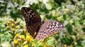 Kaisermantel ( Argynnis paphia f . valesina ) Hollersbachtal 20240727 1 (2).jpg