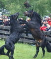 Noriker Pferd Kraeftemessen.jpg