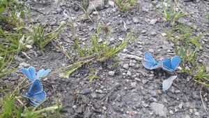 Bläuling Käfertal 27052022 (29).jpg