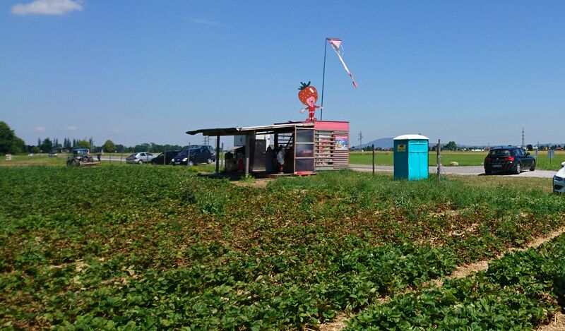 Datei:Erdbeerverkauf in Gois.jpg
