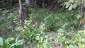 Gelber Frauenschuh (Cypripedium calceolus) 012.jpg