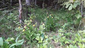 Gelber Frauenschuh (Cypripedium calceolus) 012.jpg