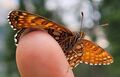 Lepidoptera Hinterthal 1 (6).jpg