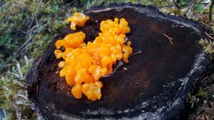 Riesen-Gallertträne.03.jpg