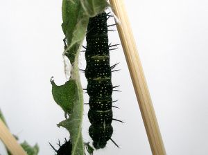 Schmetterling Entstehung 04.jpg