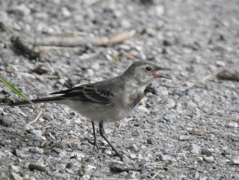 Datei:Juvenile Bachstelze bettelnd.jpg