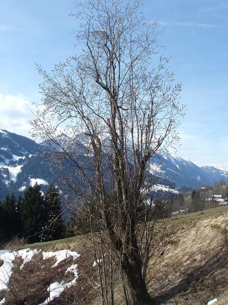 Datei:Palmkätzchenstrauch.jpg