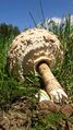 Parasol Lungau Mariapfarr 1 (7).jpg