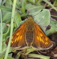 Schmetterling Hinterthal 1 (19).jpg