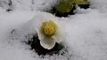 Schneerose 20211128 1.jpg