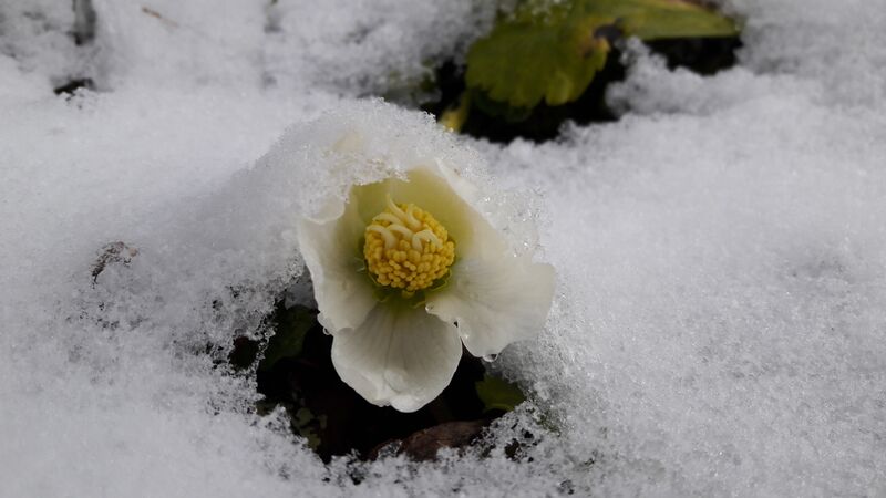 Datei:Schneerose 20211128 1.jpg